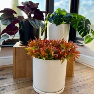 Interior Pots and Stands