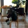 Pot Stand Set of 3
