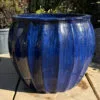 Glazed Blue Star Fruit - Image 2