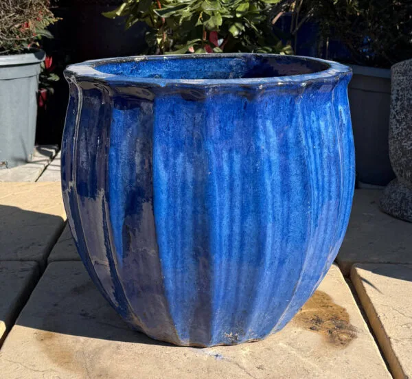 Glazed Blue Star Fruit - Image 3
