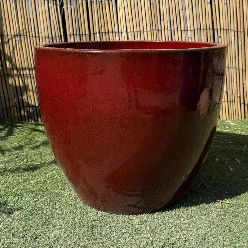 Glazed Tropical Red Shanghai Egg - Image 2