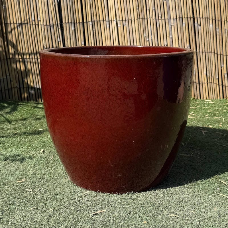Glazed Tropical Red Shanghai Egg - Image 3