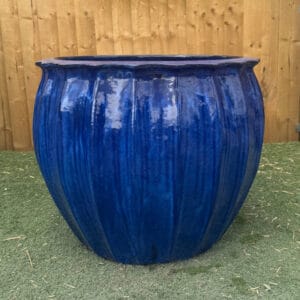 Glazed Blue Star Fruit Large Second